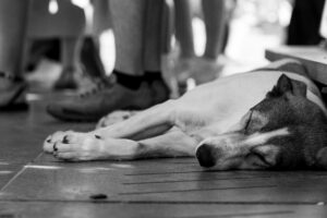 professionele fotoshoot hond